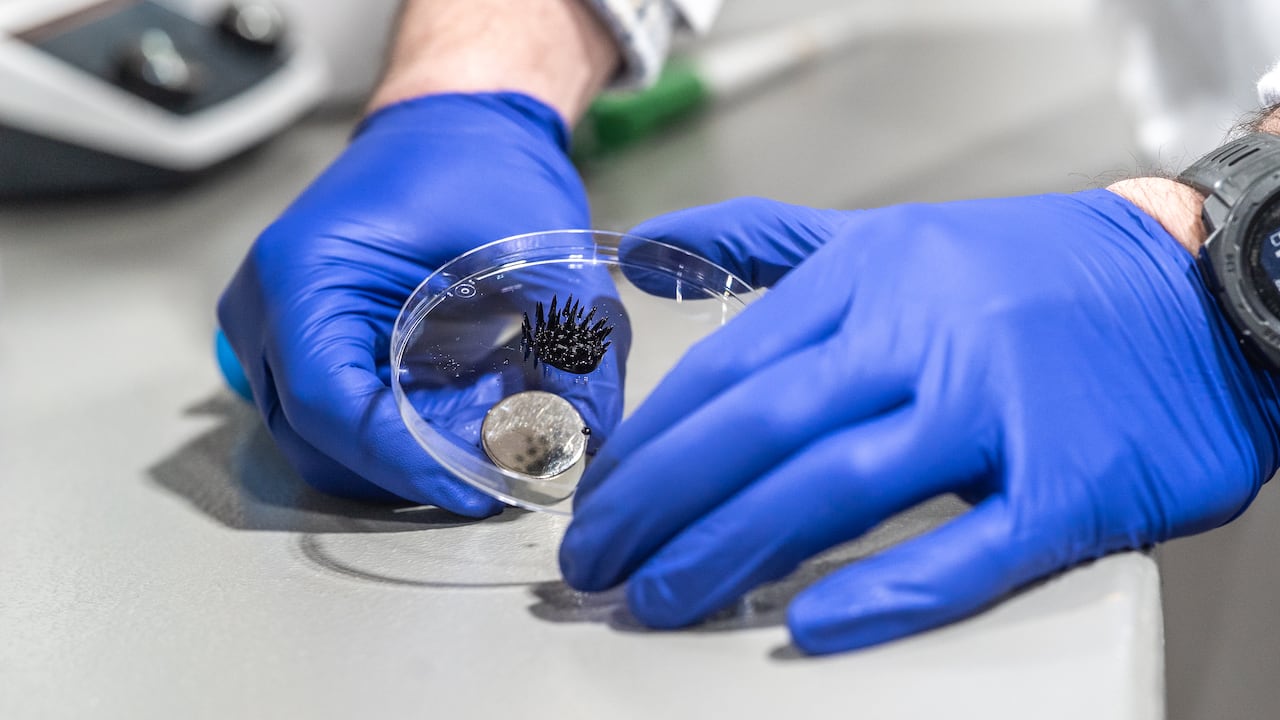 Person with blue gloves holding a petri dish. 