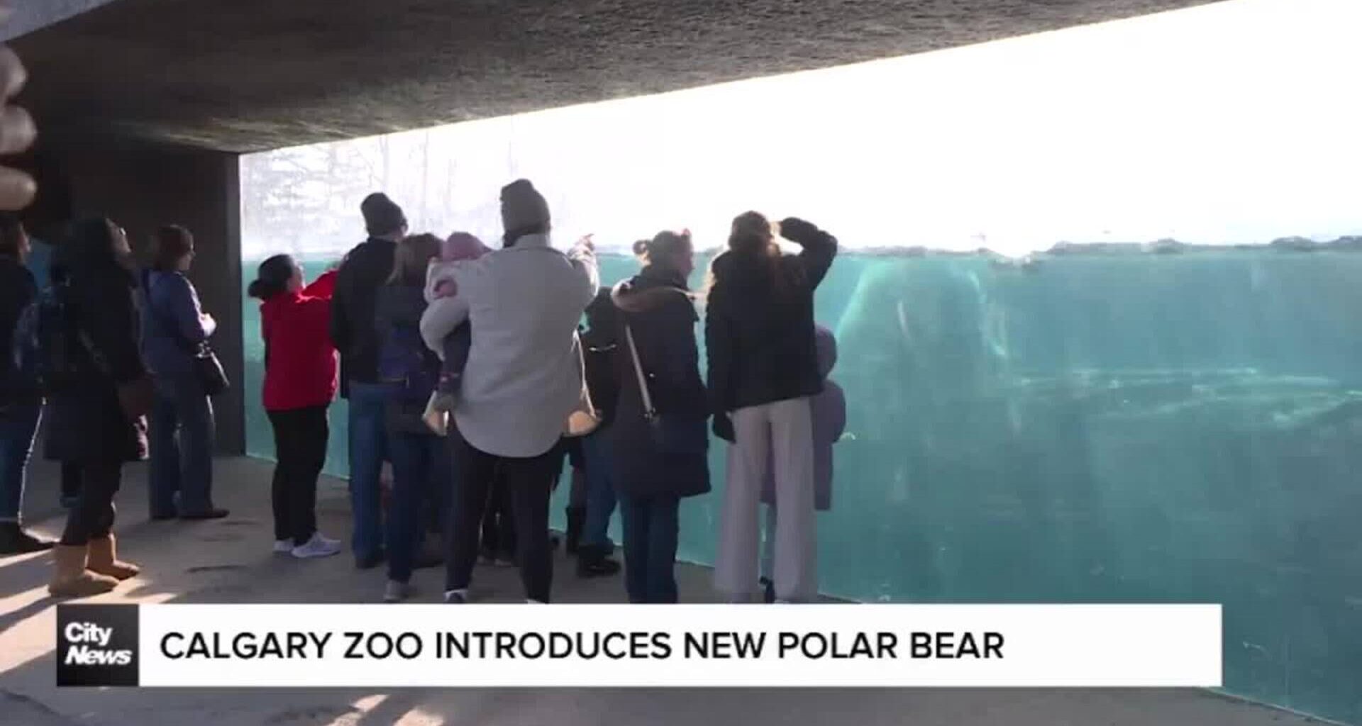 Calgary Zoo introduces new Polar Bear