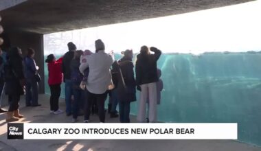 Calgary Zoo introduces new Polar Bear