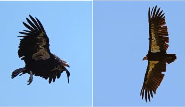 These condors may be incubating the species' 1st wild egg in Northern California in 130 years