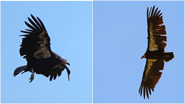 These condors may be incubating the species' 1st wild egg in Northern California in 130 years