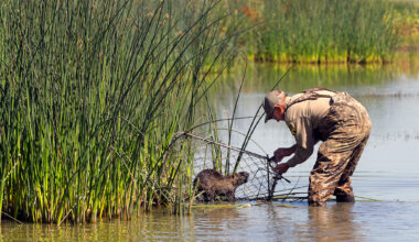 Someone may have maliciously caused a huge rodent invasion in Calif.