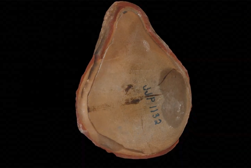 Pohlsepia mazonensis was found just south of Chicago, Illinois.