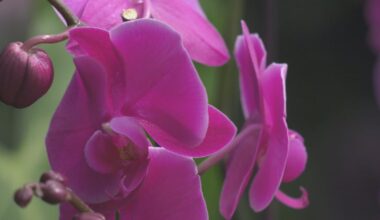 Orchid Fair 2026 – CTVNews