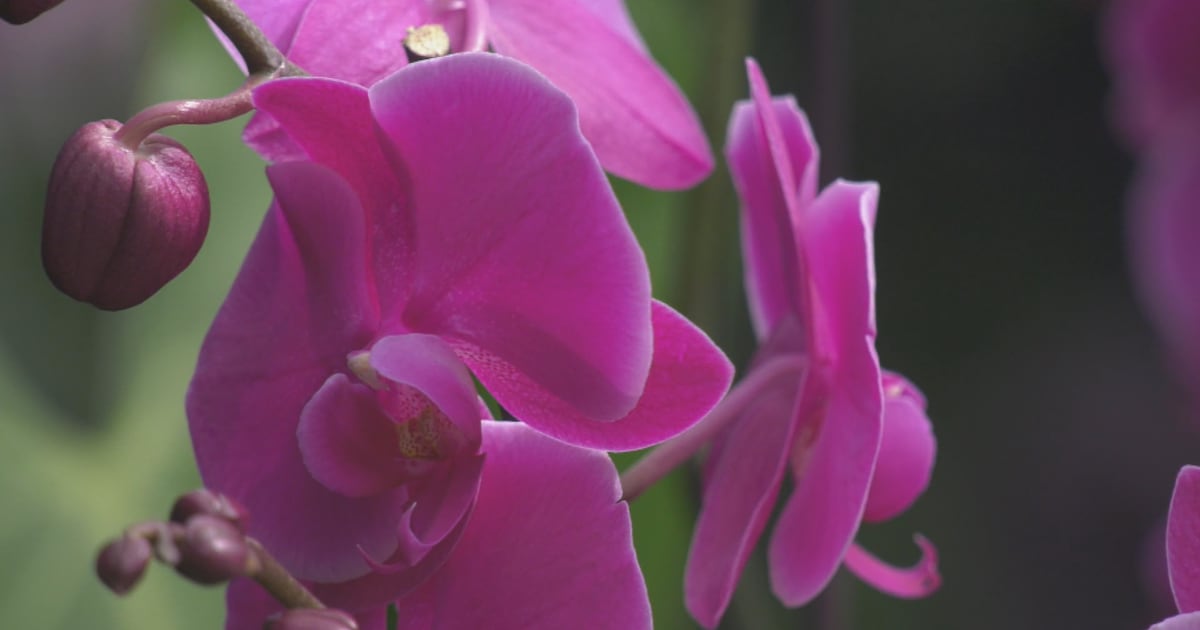 Orchid Fair 2026 – CTVNews