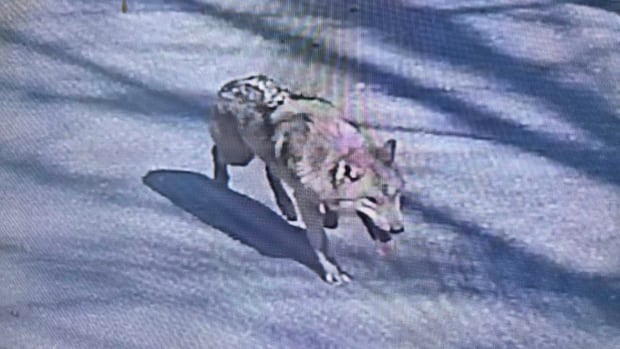 Neukgu the runaway wolf is captivating South Korea — and now has his own meme coin