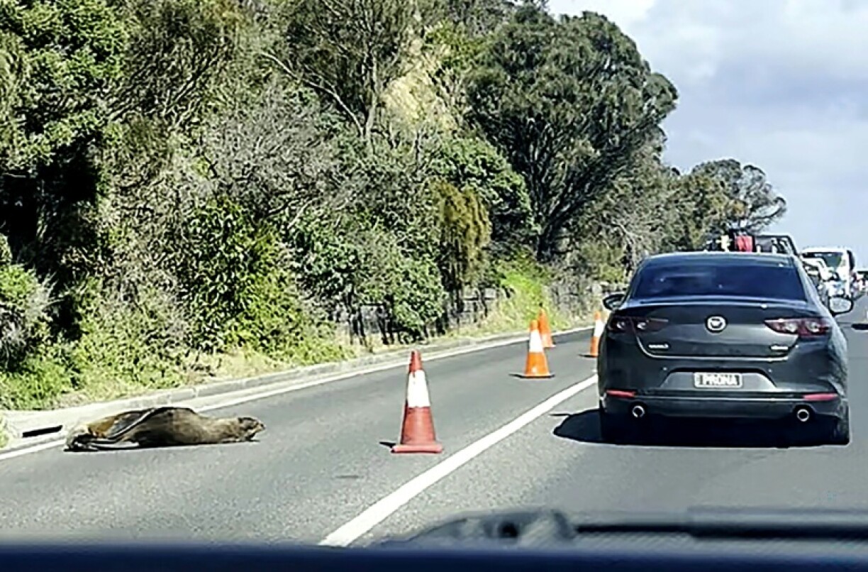 Traffic in a seaside Australian town was briefly diverted on Friday when a local seal decided to take a nap on the road