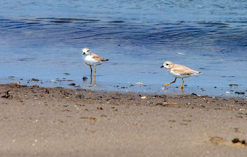 Two adult piping plovers enjoying the beach