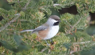 Warming climate mean some N.B. birds could find new homes, while other species arrive
