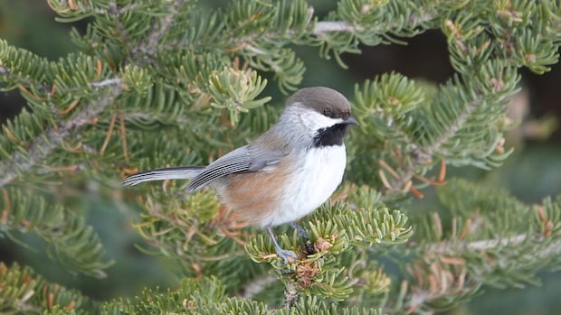 Warming climate mean some N.B. birds could find new homes, while other species arrive