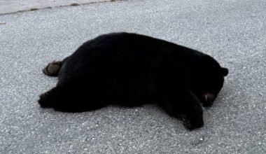 'Breaks my heart': Investigation launched after black bear found dead on Sunshine Coast road