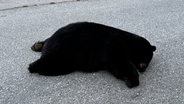 'Breaks my heart': Investigation launched after black bear found dead on Sunshine Coast road