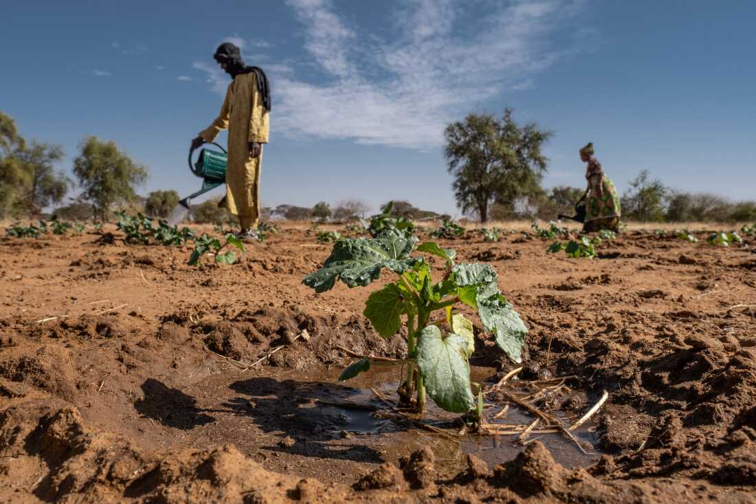 Farmers at work on a Great Green Wall backed farm outside Widou Thiengoly, Senegal. The farm initially failed, before being recently restarted with funding from a Morocaan phosphate mining company.