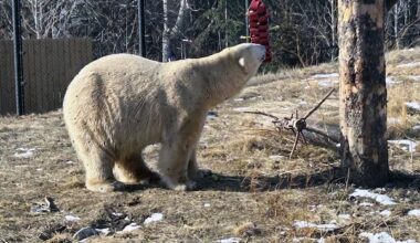 Calgary Zoo introduces new polar bear, Yellé, to the public