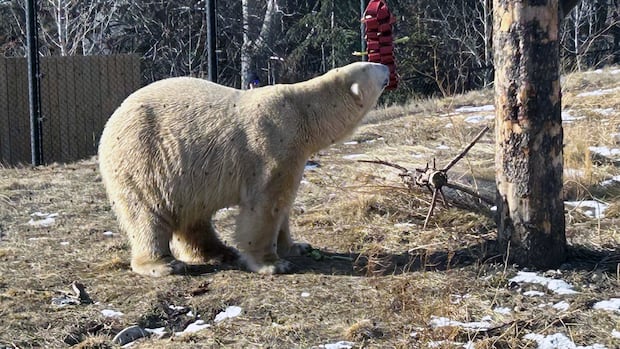 Calgary Zoo introduces new polar bear, Yellé, to the public