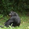 Researchers collected and analyzed urine from chimpanzees who'd eaten fermented fruit to determine how much alcohol they'd consumed.