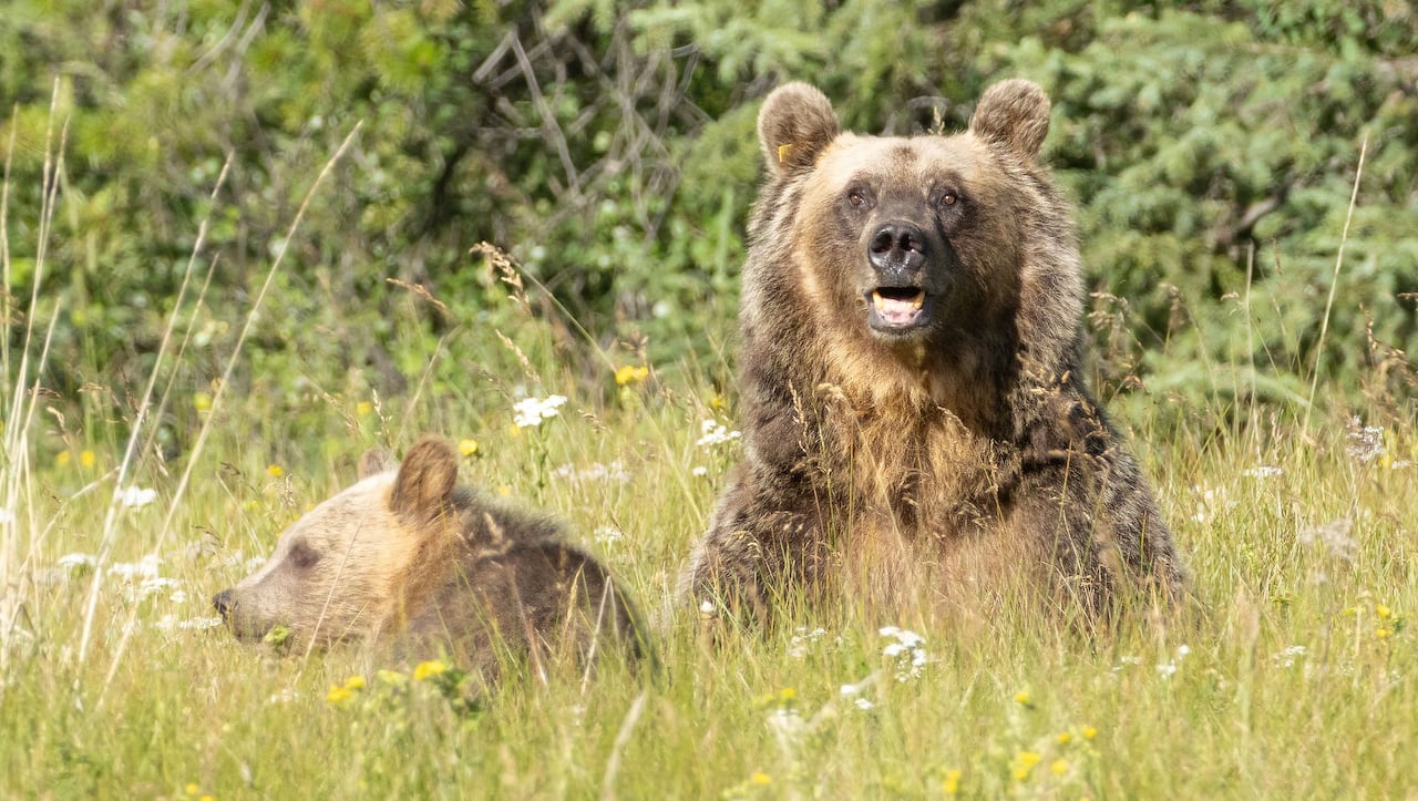 Grizzly bear mother and cub.