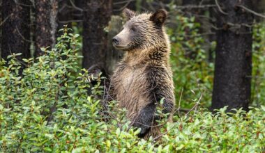 Conservation groups call for 'science-based' approach to Alberta grizzly bear hunt proposal