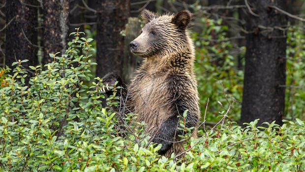 Conservation groups call for 'science-based' approach to Alberta grizzly bear hunt proposal