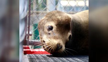 Sea lion named after Canadian astronaut has died, Vancouver rescue says - CTV News