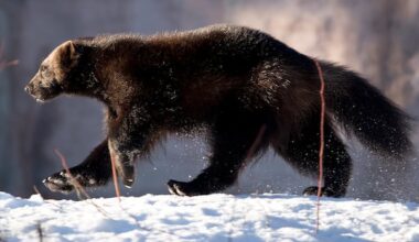 'It bodes well': New sightings bring hope endangered wolverine is returning to Labrador