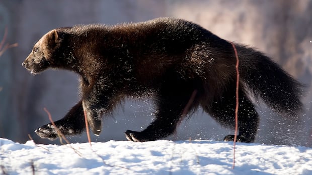 'It bodes well': New sightings bring hope endangered wolverine is returning to Labrador