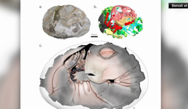250-million-year-old fossil proves mammal ancestors laid eggs