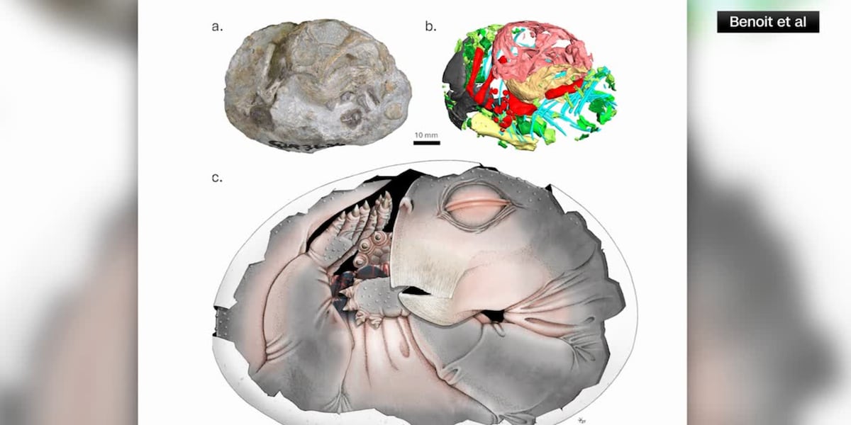 250-million-year-old fossil proves mammal ancestors laid eggs