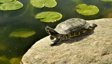 Neanderthals hunted turtles for their shells to use as tools, new study finds