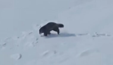 Biologists Confirm Wolverine Sighting in Labrador