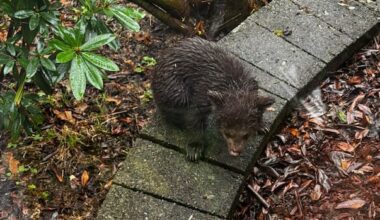 Neighbours band together to help rescue tiny bear cub in backyard