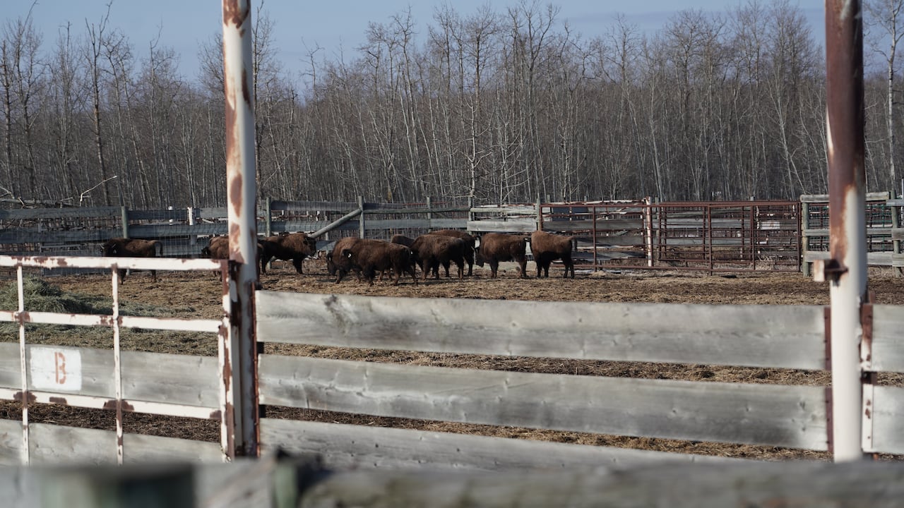 A muddy paddock filled with a group of juvenille bison with brown fuzzy coats.