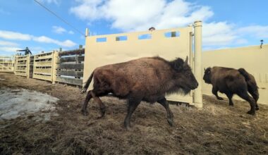40 hours of non-stop driving brings Alberta bison to their new home in Alaska