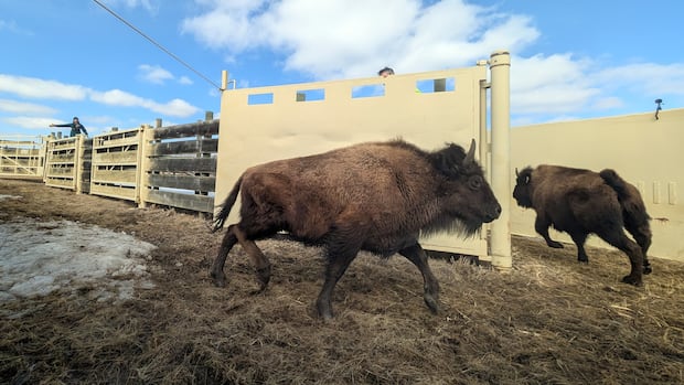 40 hours of non-stop driving brings Alberta bison to their new home in Alaska