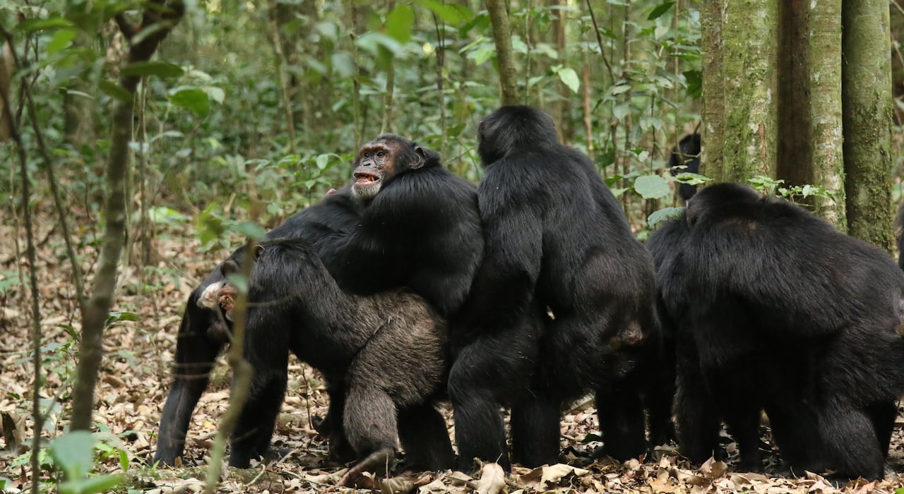 A line-up of chimps in the forest