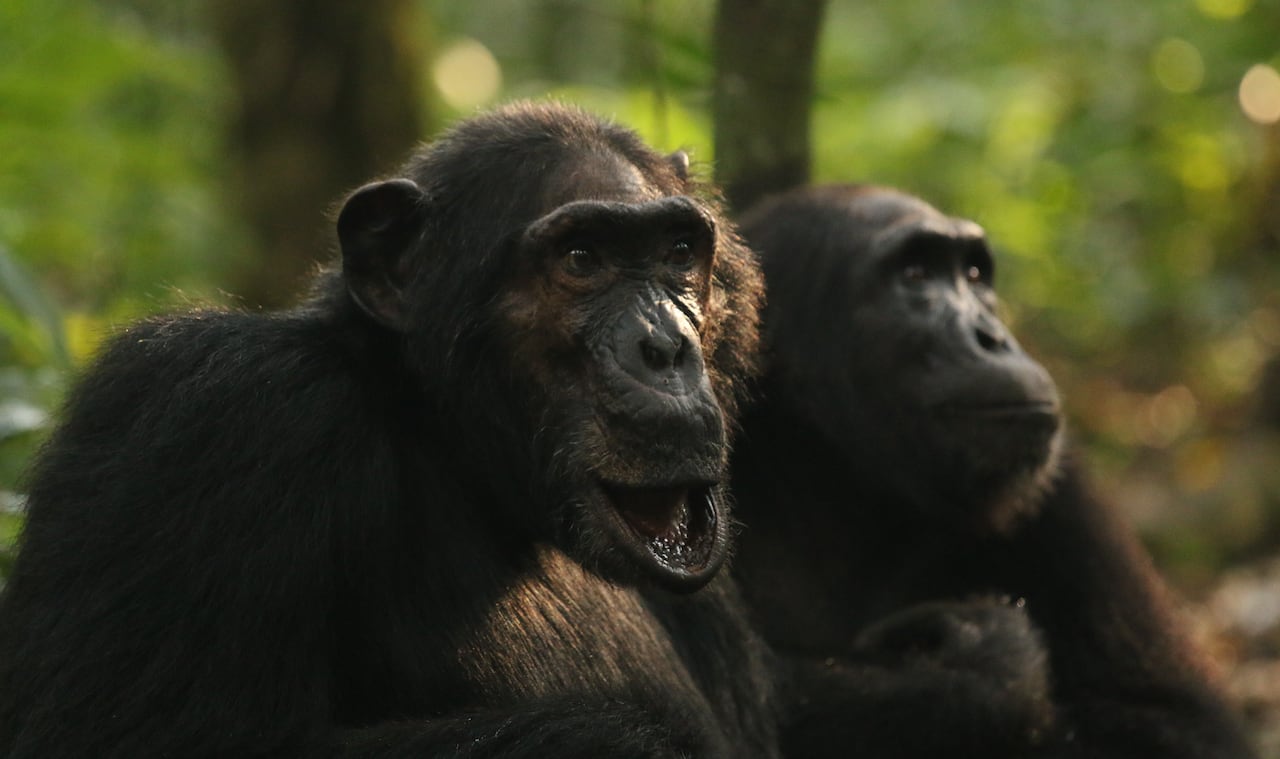 Two chimpanzees sit side by side