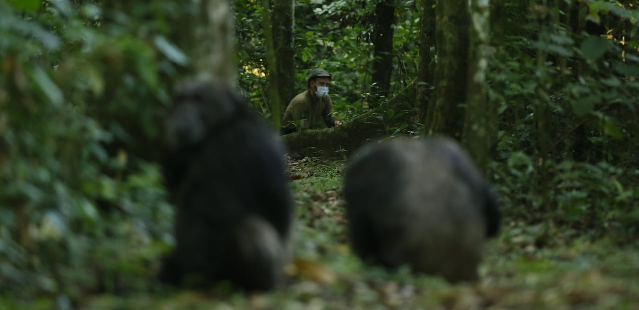 A man in a mask sits in the distance in a forest. Chimps sit in the foreground