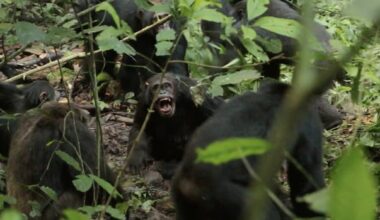 A chimpanzee 'civil war' erupted in Uganda. Scientists aren't sure why