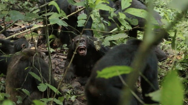 A chimpanzee 'civil war' erupted in Uganda. Scientists aren't sure why