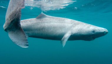 Scientists thrilled as an elusive Greenland shark washes up in Ireland