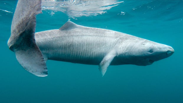 Scientists thrilled as an elusive Greenland shark washes up in Ireland