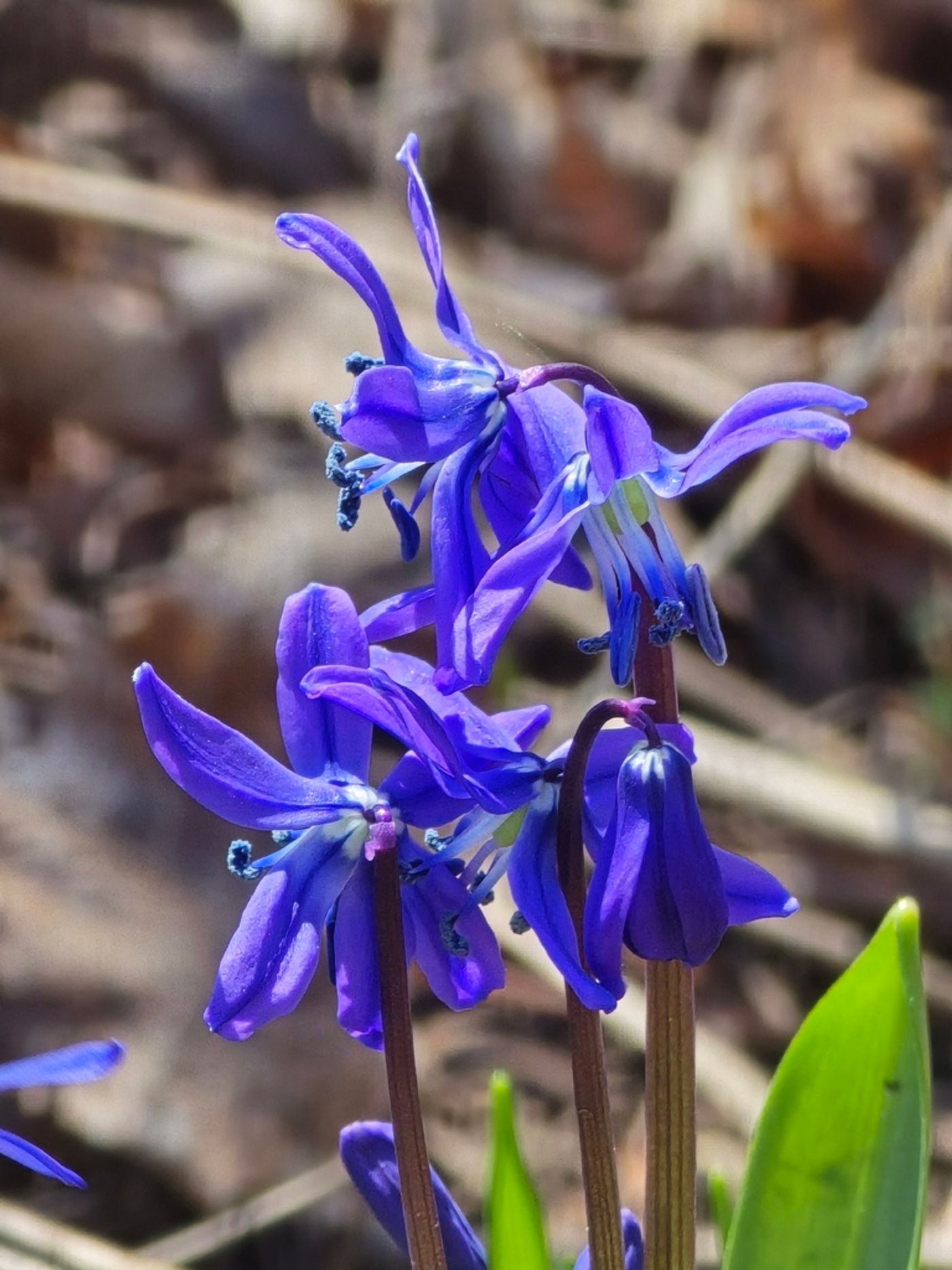 siberian squill ontario