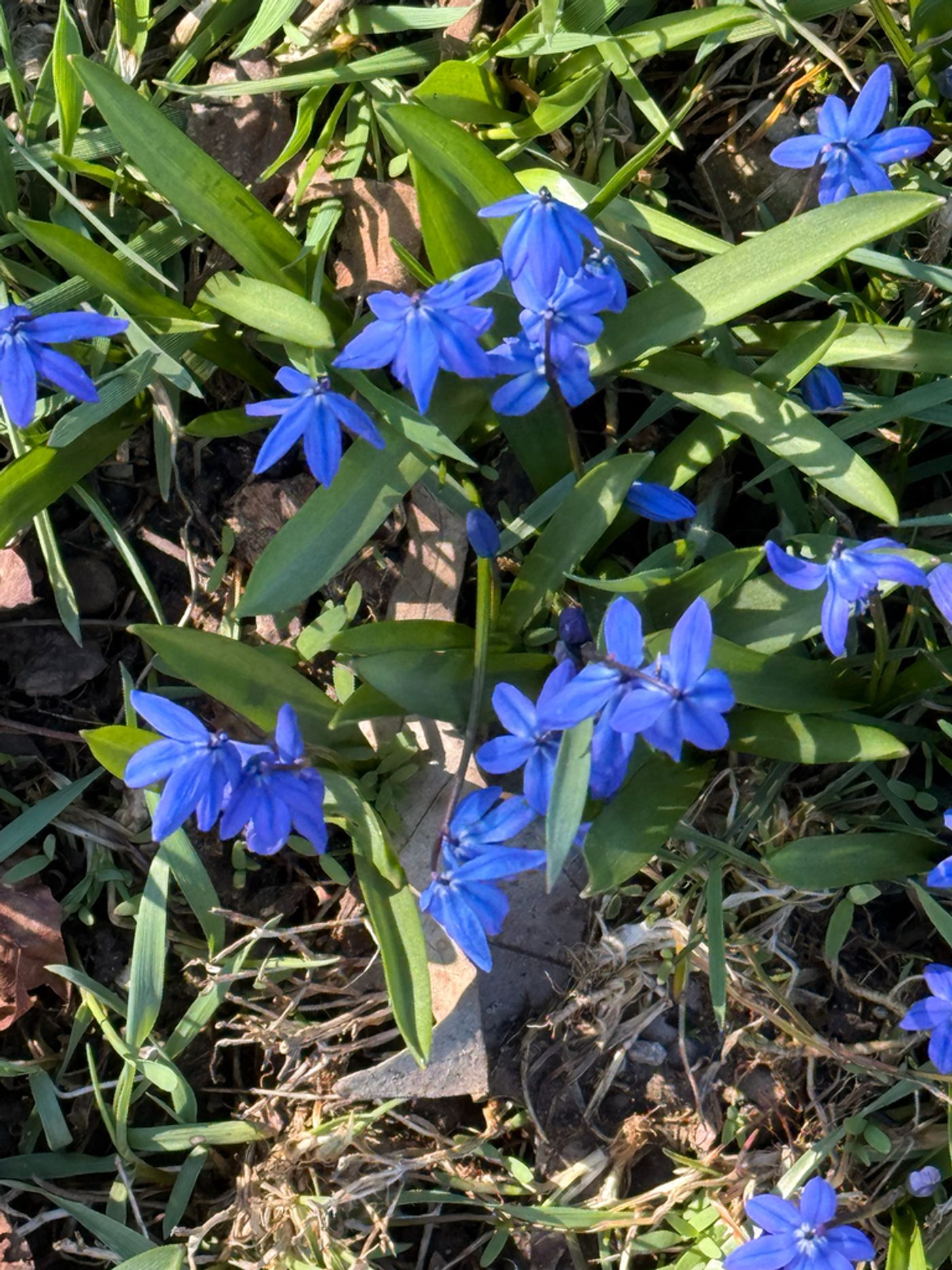 siberian squill ontario