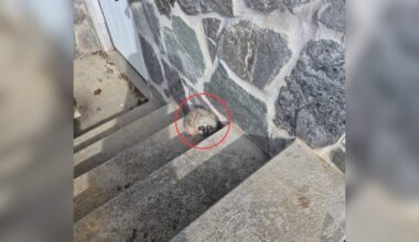 Man Finds A ‘Little Puff Ball’ On His Basement Steps — And Realizes It's A Wild Baby
