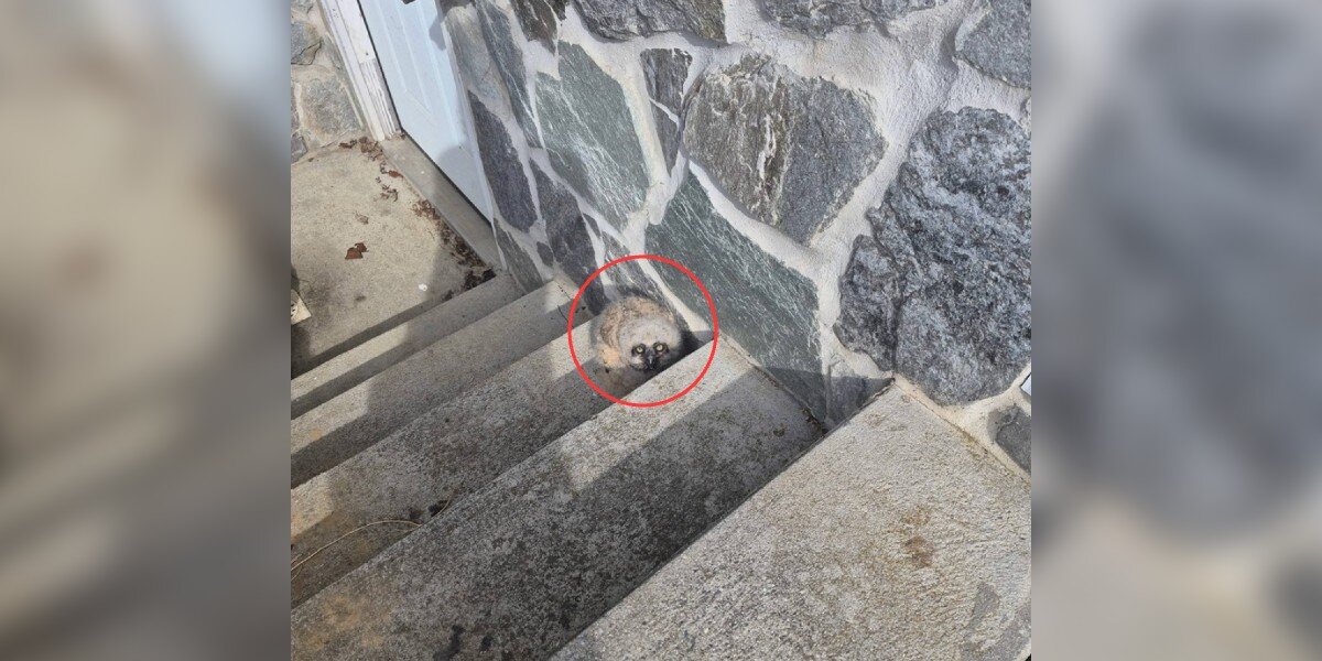 Man Finds A ‘Little Puff Ball’ On His Basement Steps — And Realizes It's A Wild Baby