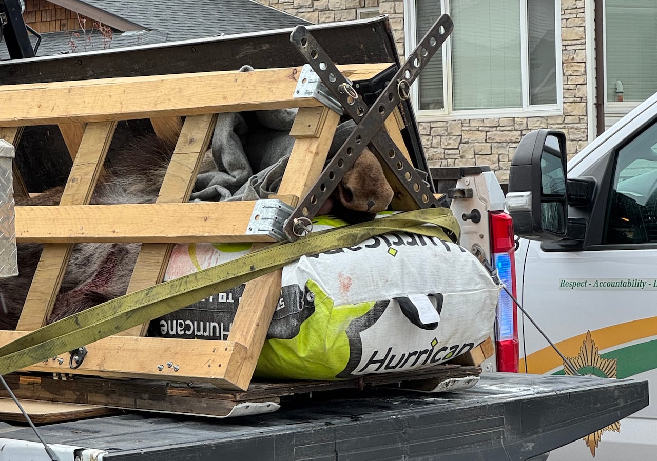 A moose in the back of a vehicle.