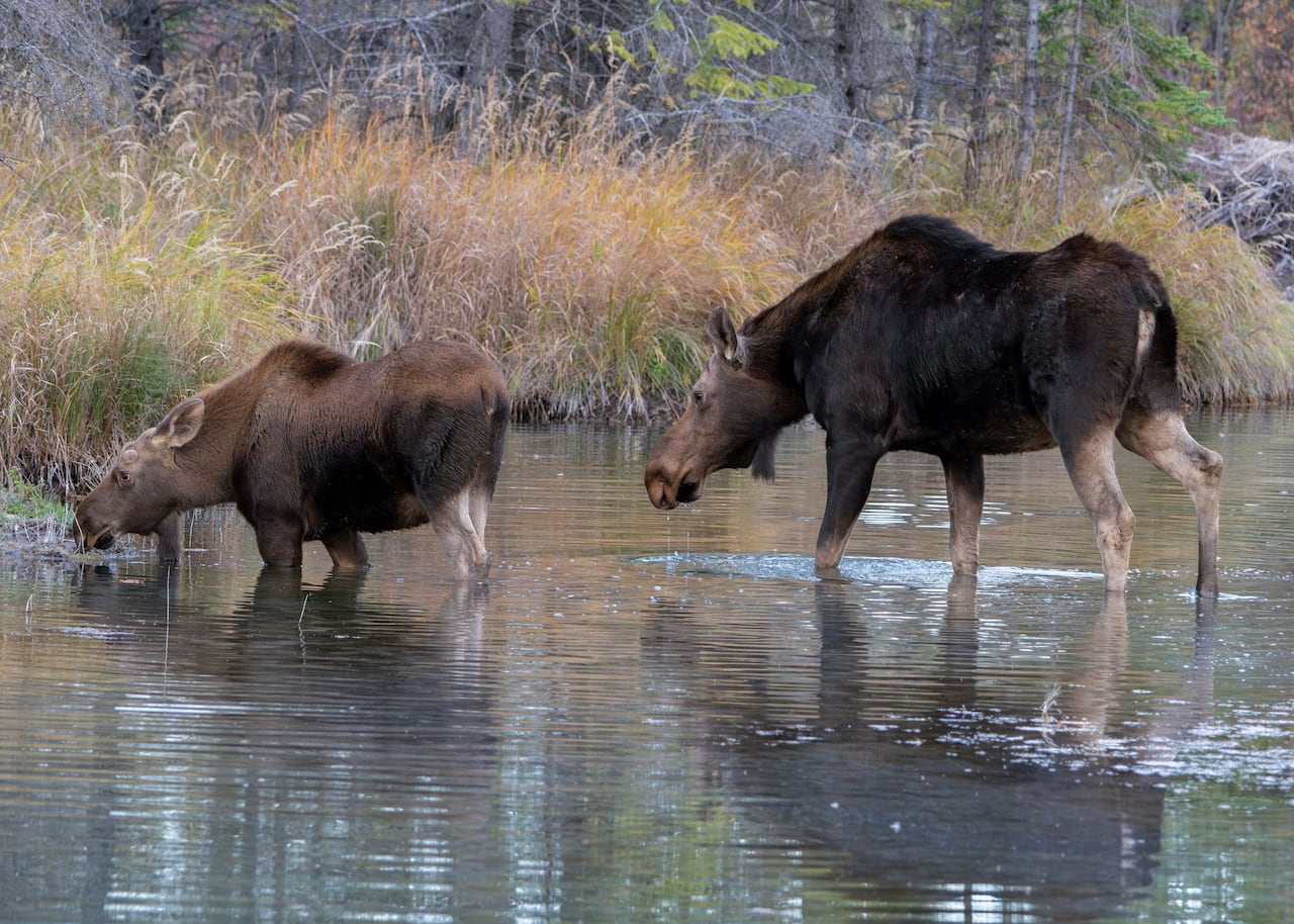Two moose wading through a river.