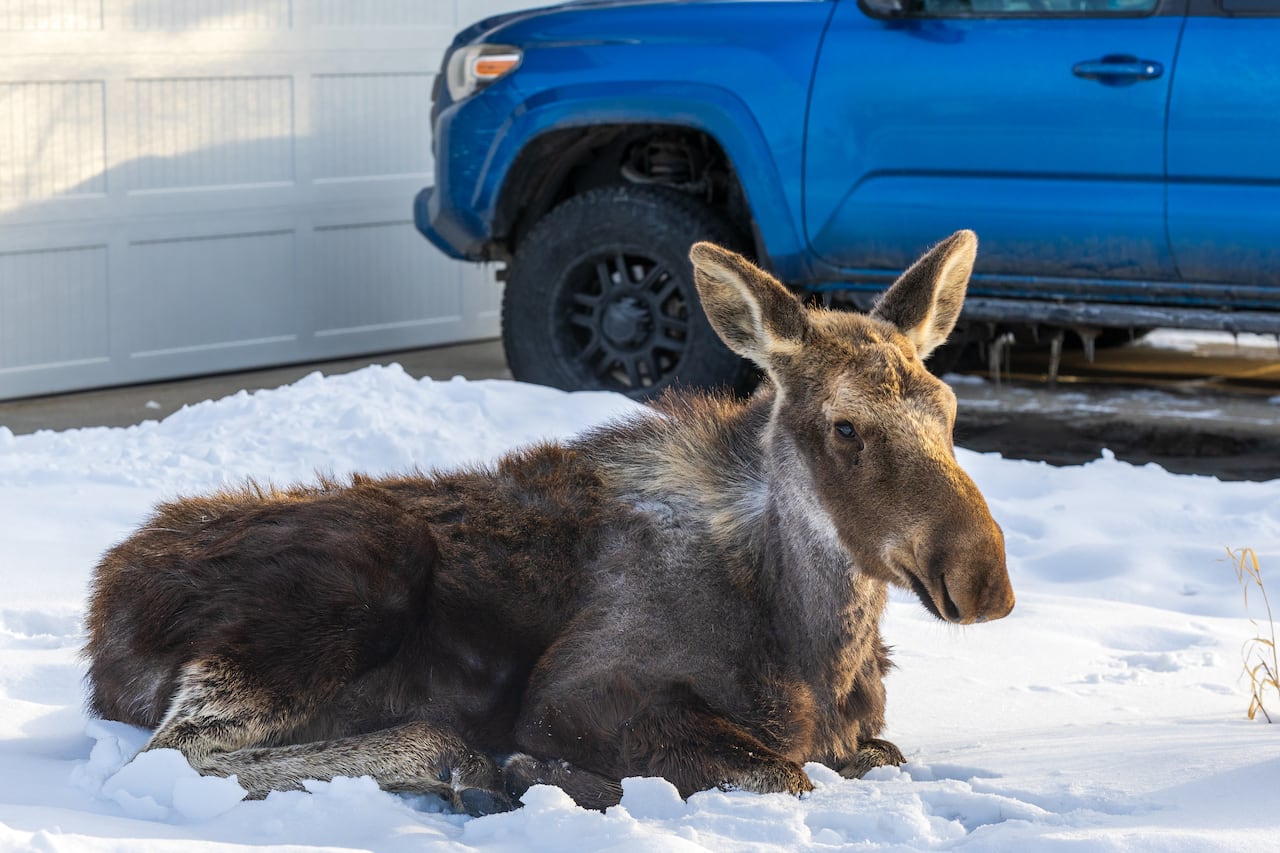 A yearling moose in the northwest Calgary community of Scenic Acres on March 31, 2026.