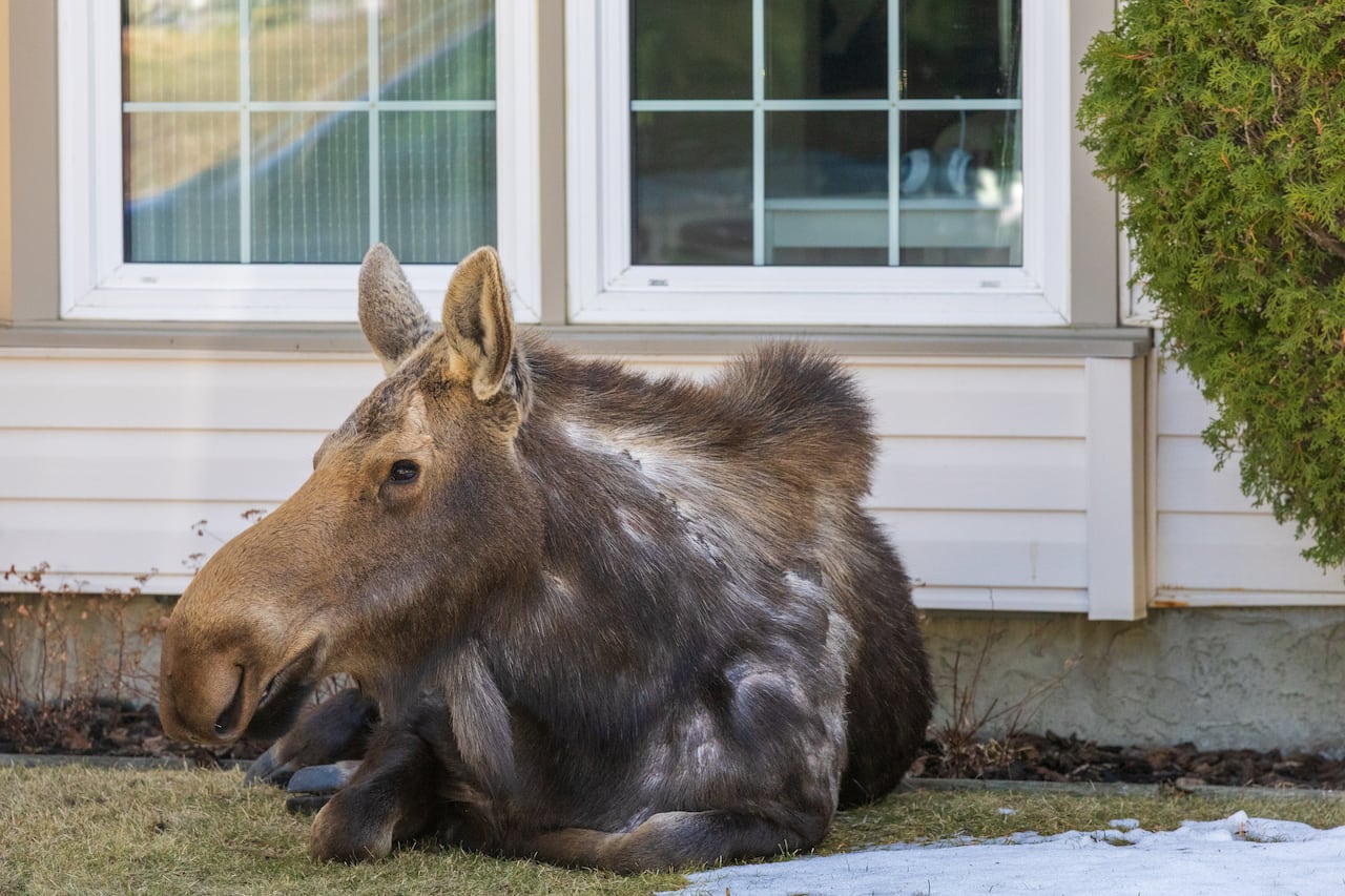 A moose.