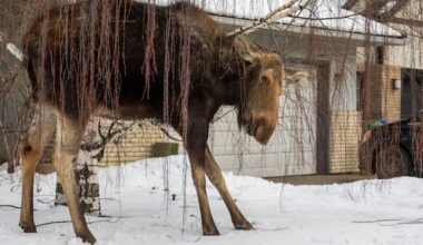 Mother moose removed from Calgary suburbs for the second time